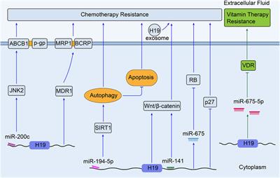 The role of lncRNA H19 in tumorigenesis and drug resistance of human Cancers